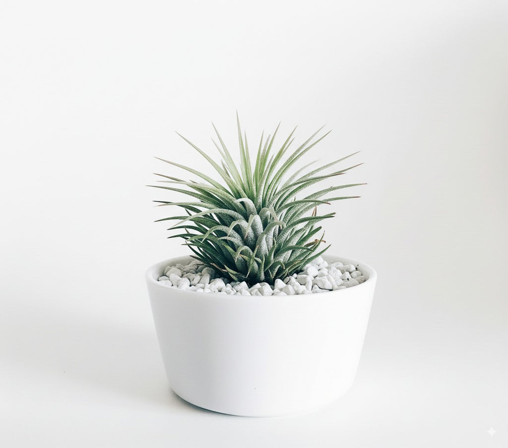 Product title