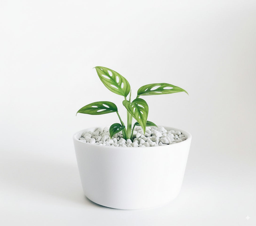 Product title